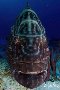 These large Black Grouper hang around with the many shark... by Steven Anderson 